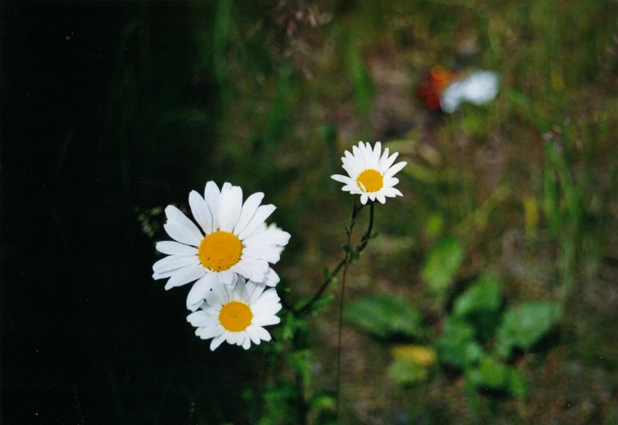 2001 06 04 margrietje